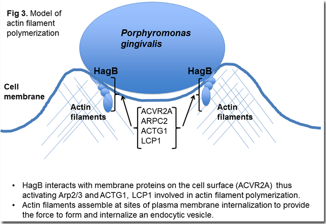 model of actin filament polymerization model of actin filament polymerization