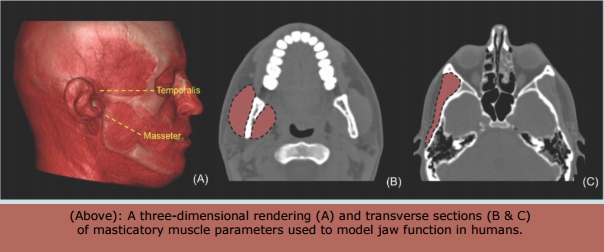 masticatory muscle