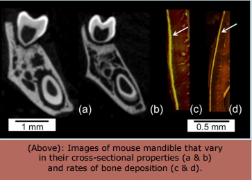 mouse mandible